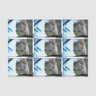 Papel De Seda squirrel-13.jpg