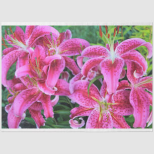 Papel De Seda Stargazer Oriental Lilies, flores llenas
