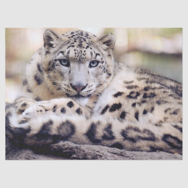Papel De Seda Stunning Snow Leopard Lying Down (Anverso)