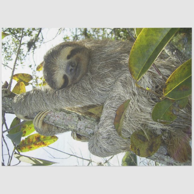 Papel De Seda Subir un árbol (Anverso)