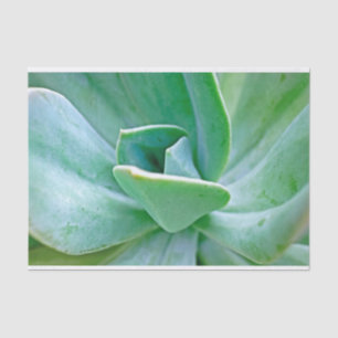 Papel De Seda Suculento Swirl