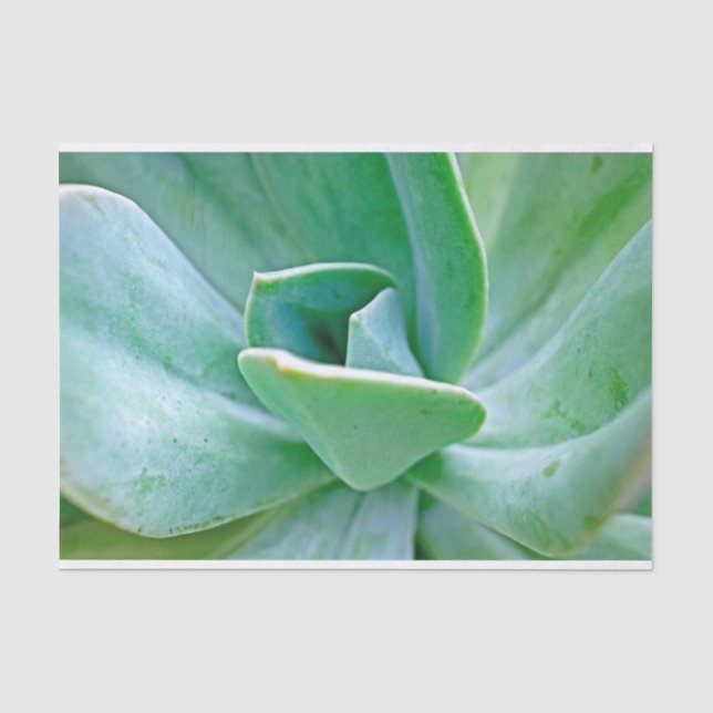 Papel De Seda Suculento Swirl (Anverso)