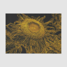 Sunflower Golden Yellow Black Vintage Floral Art