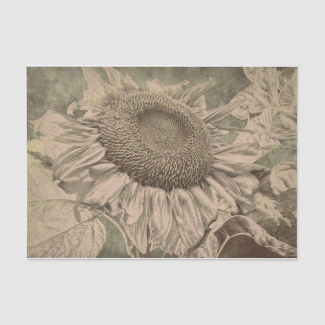 Papel De Seda Sunflower Sepia Tone Tone Brown Art Decoupage (Anverso)