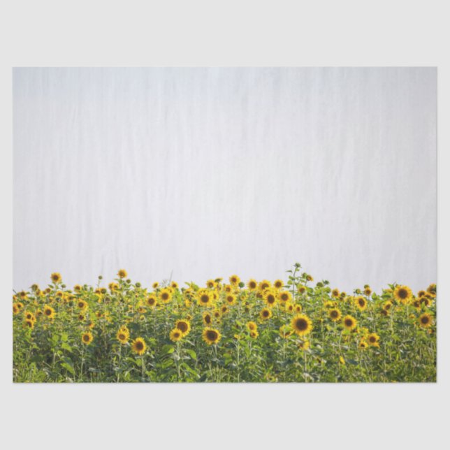 Papel De Seda Sunflowers in a Field (Anverso)