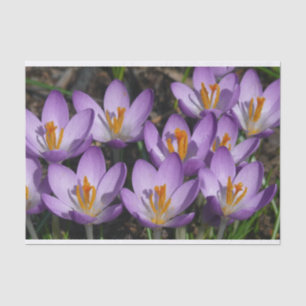 Papel De Seda Sunny Purple Crocuses