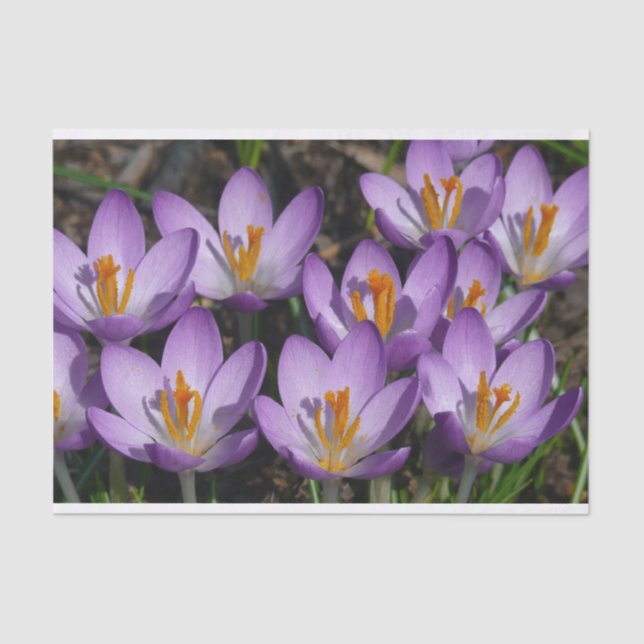 Papel De Seda Sunny Purple Crocuses (Anverso)