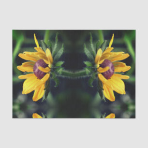 Papel De Seda Susan Ojada Negra Desplegando Resumen Desaparición