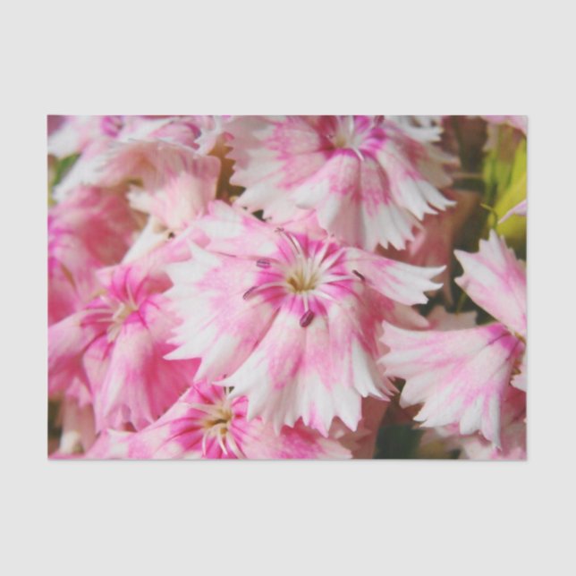 Papel De Seda Sweet William Flowers (Anverso)