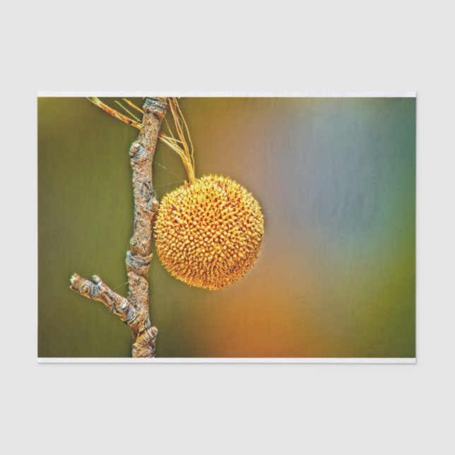 Papel De Seda Sycamore Seed Ball (Anverso)