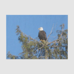 Papel De Seda Tejido americano de Eagle calvo