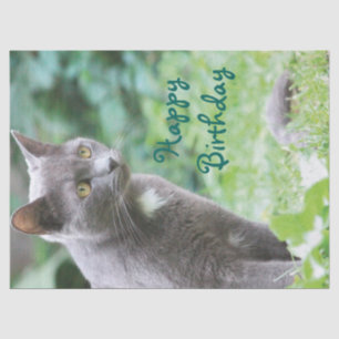 Papel De Seda Tejido de gato