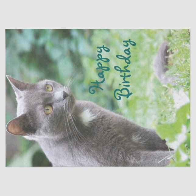 Papel De Seda Tejido de gato (Anverso)