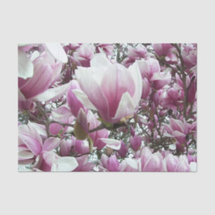Papel De Seda Tejido de relleno - Saucer Magnolia