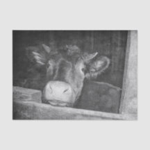 Textura Vintage Vaca De País Blanco Y Negro