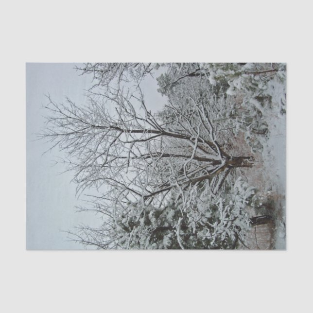 Papel De Seda Tierra de Maravillas del Invierno (Anverso)