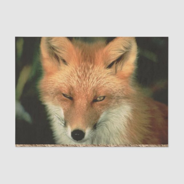 Papel De Seda Tissue Paper Red Fox (Anverso)