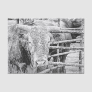 Papel De Seda Toro de Rodeo Rústico Negro y Blanco Country Weste