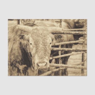 Papel De Seda Toro de Rodeo Rústico Vintage Sepia Occidental Cam