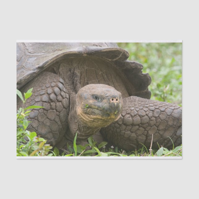Papel De Seda Tortuga gigante (Anverso)