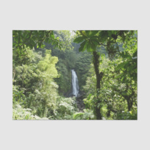 Papel De Seda Trafalgar cae fotografía tropical de selva tropica