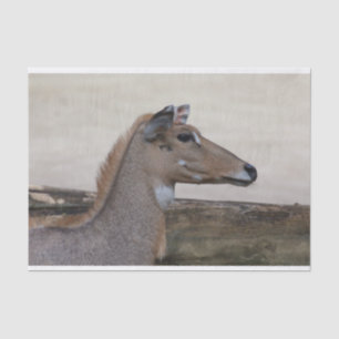 Papel De Seda Tragamelus boselaphus