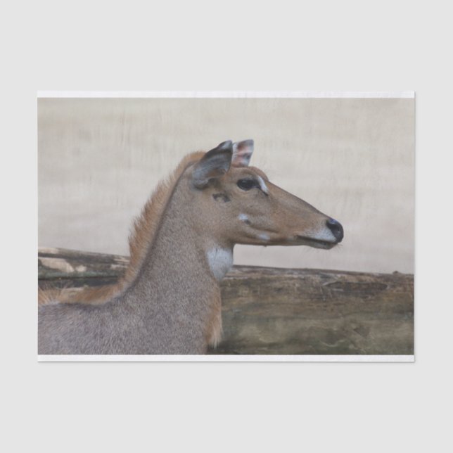Papel De Seda Tragamelus boselaphus (Anverso)