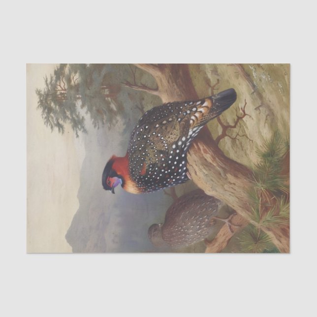 Papel De Seda Tragopan occidental, Ilustraciones de aves (Anverso)