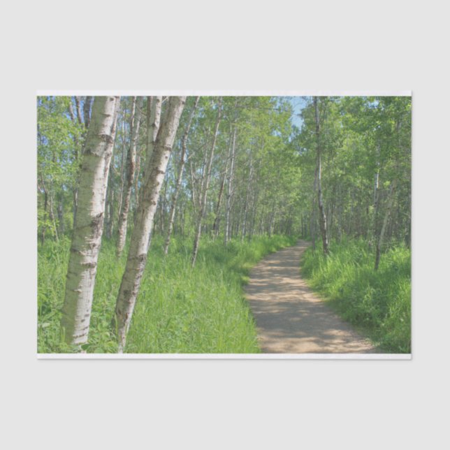 Papel De Seda Trail Trough Aspens (Anverso)