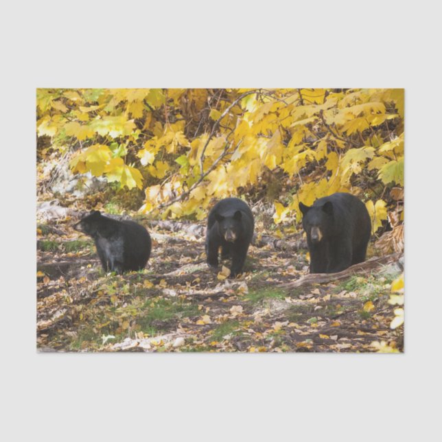 Papel De Seda Tres Baños (Anverso)