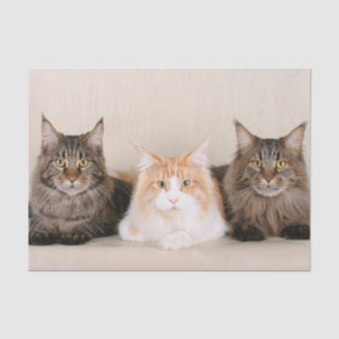 Papel De Seda Tres gatos de Maine Coon