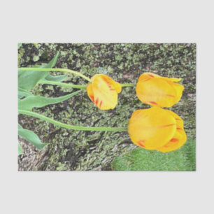 Papel De Seda Tres tulipanes amarillos /