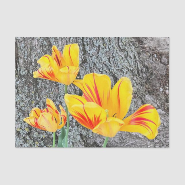 Papel De Seda Tres Tulipanes Amarillos Secuencia / (Anverso)