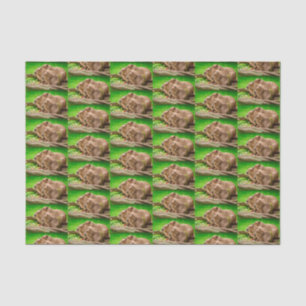 Papel De Seda Trío de Capibara