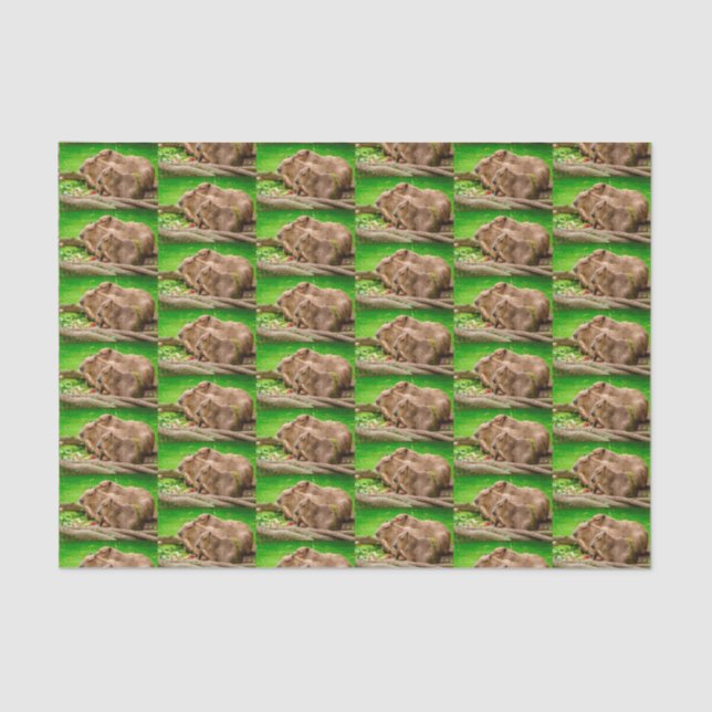 Papel De Seda Trío de Capibara (Anverso)