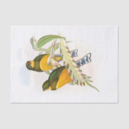 Papel De Seda Trogón de Macklot, desenlace