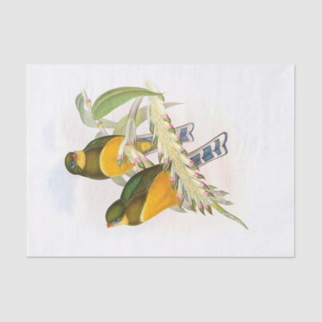 Papel De Seda Trogón de Macklot, desenlace (Anverso)