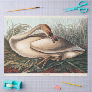 Papel De Seda Trumpeter Swan by John James Audubon Decoupage