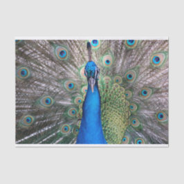 Papel De Seda TSP - 098 - Peacock - Tissue Paper