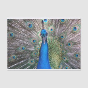 Papel De Seda TSP - 098 - Peacock - Tissue Paper