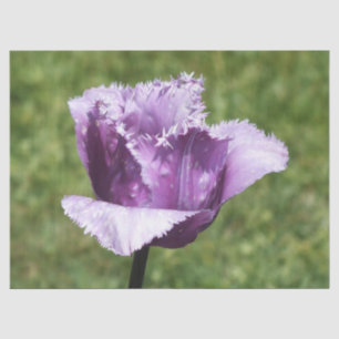 Papel De Seda Tulip Purple Fringed