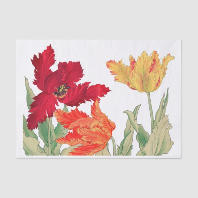Papel De Seda Tulipán de loro, desenlace floral (Anverso)