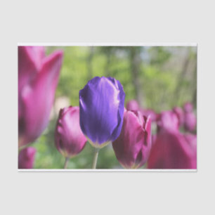 Papel De Seda Tulipán púrpura simple