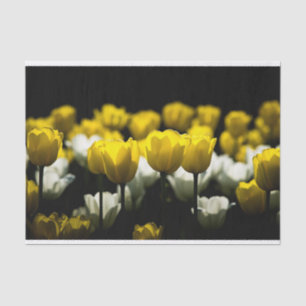 Papel De Seda Tulipanes Amarillo Y Blanco