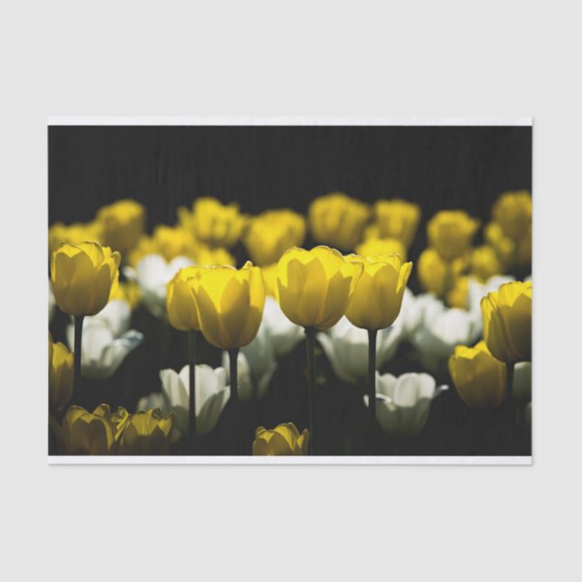 Papel De Seda Tulipanes Amarillo Y Blanco (Anverso)