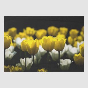 Papel De Seda Tulipanes Amarillo Y Blanco