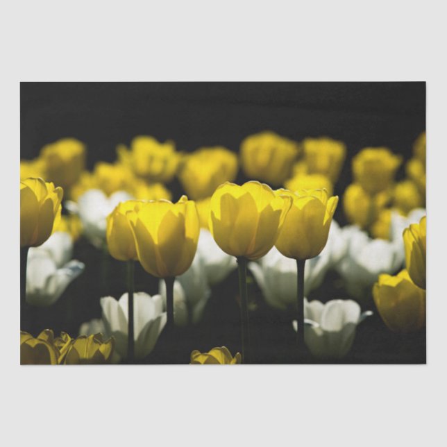 Papel De Seda Tulipanes Amarillo Y Blanco (Anverso)