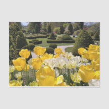 Tulipanes amarillos del Arboretum Volcji Potok Esl