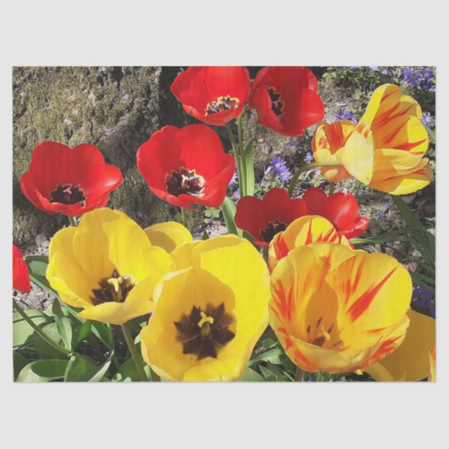 Papel De Seda Tulipanes amarillos y rojos (Anverso)