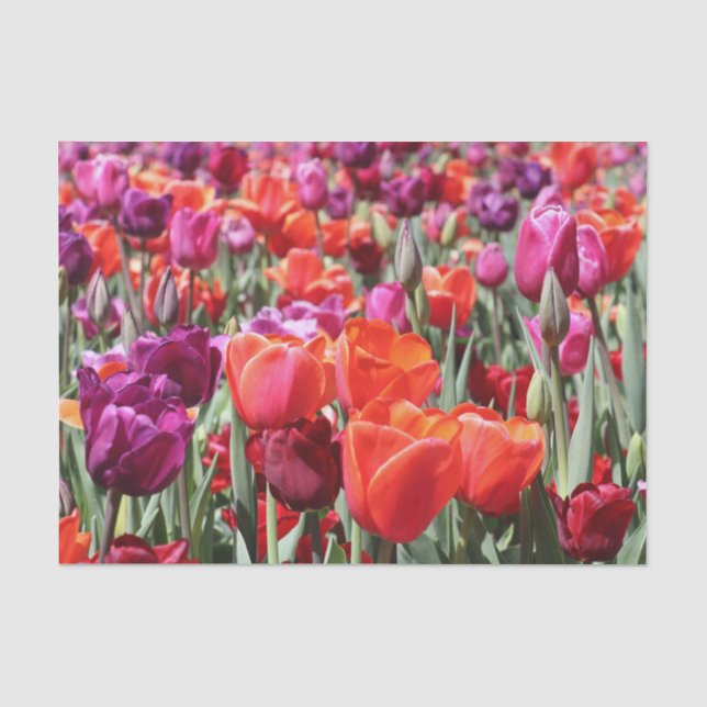 Papel De Seda Tulipanes cálidos de caída (Anverso)